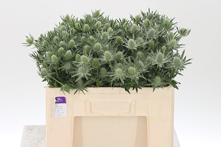 Eryngium | Wholesale Flowers | Hoek flowers