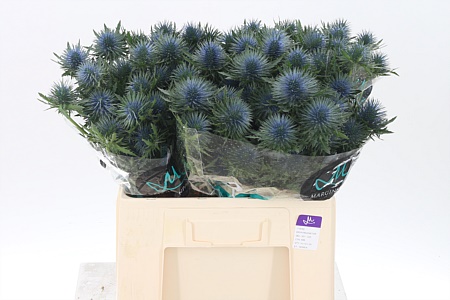 Eryngium | Wholesale Flowers | Hoek flowers